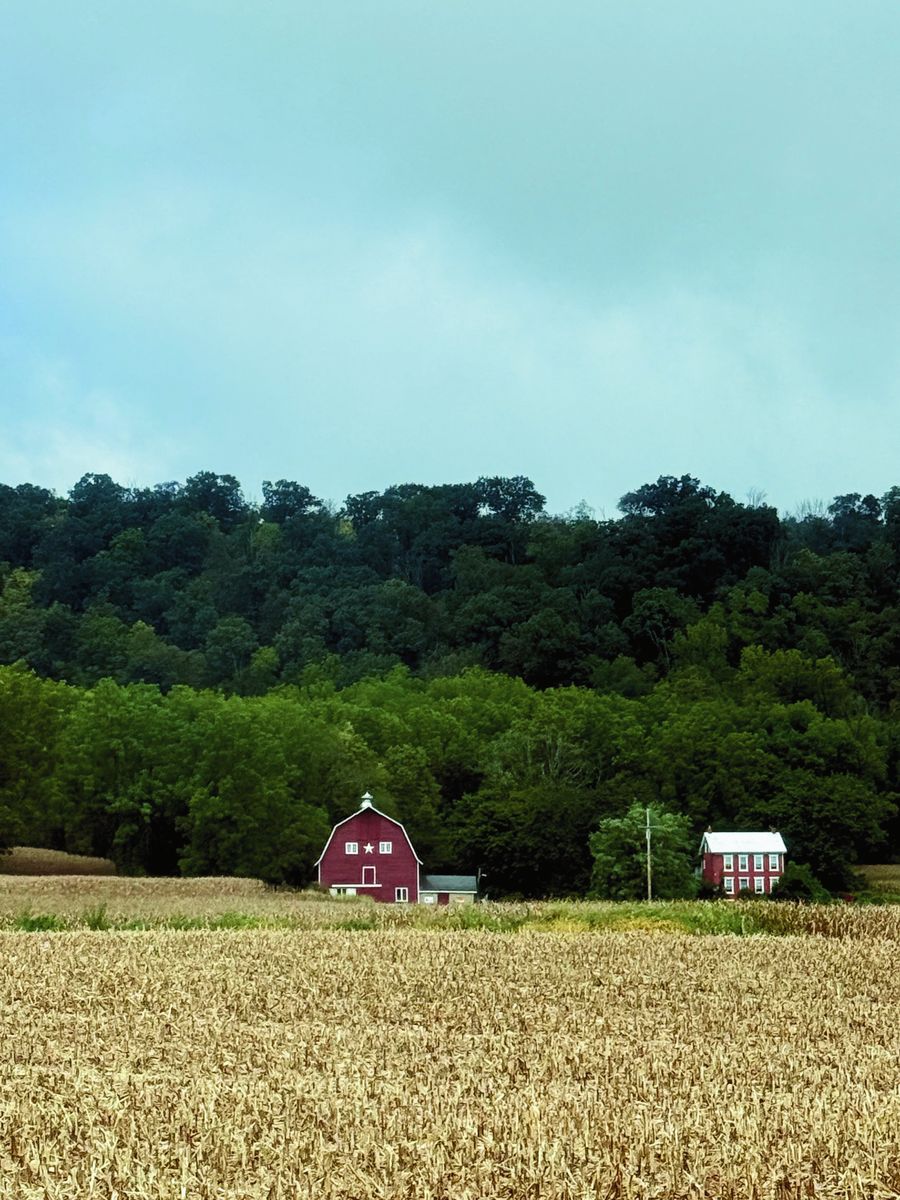 Red barn beyond a golden wheat field