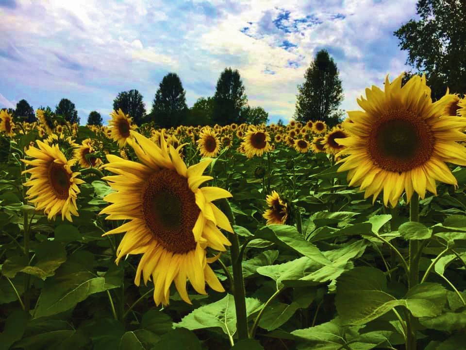Sunflower field under a blue sky